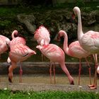 Flamingos