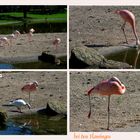 ...Flamingos 