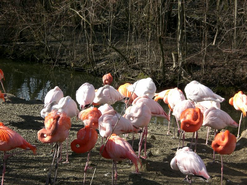 Flamingos