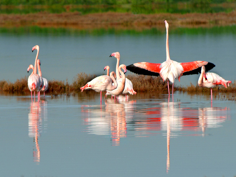 Flamingos