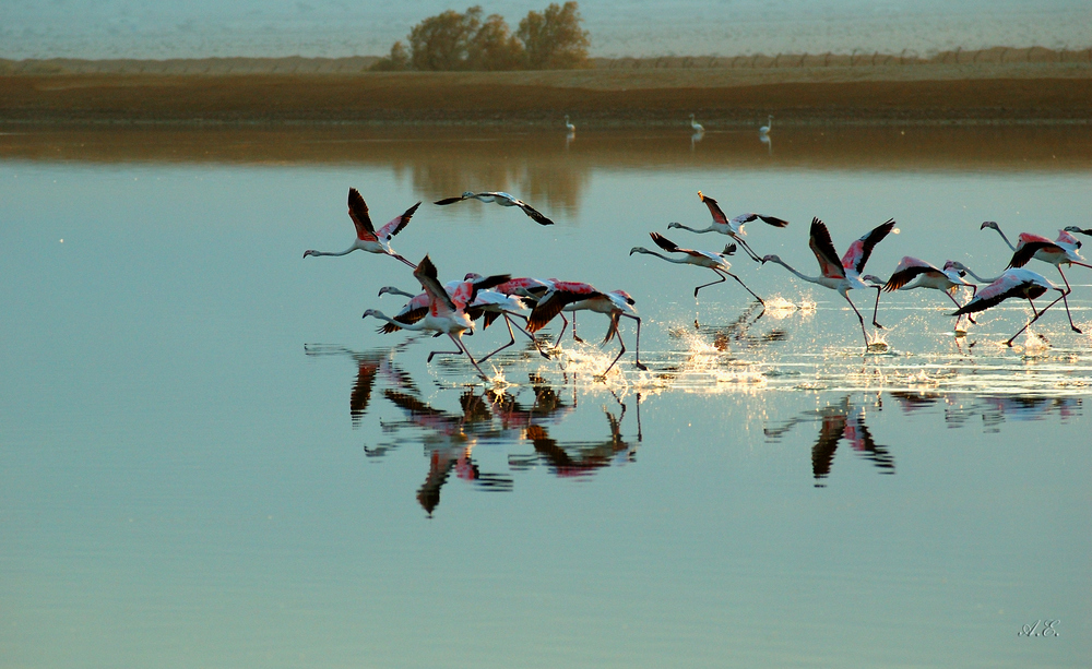 Flamingos