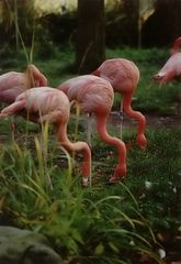 Flamingos ...