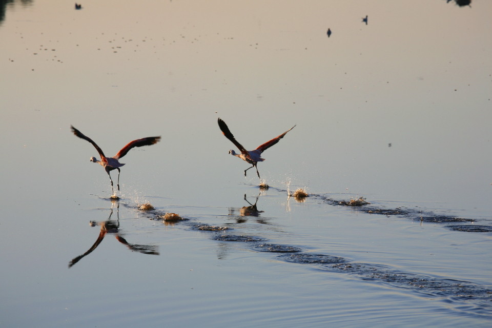 Flamingos