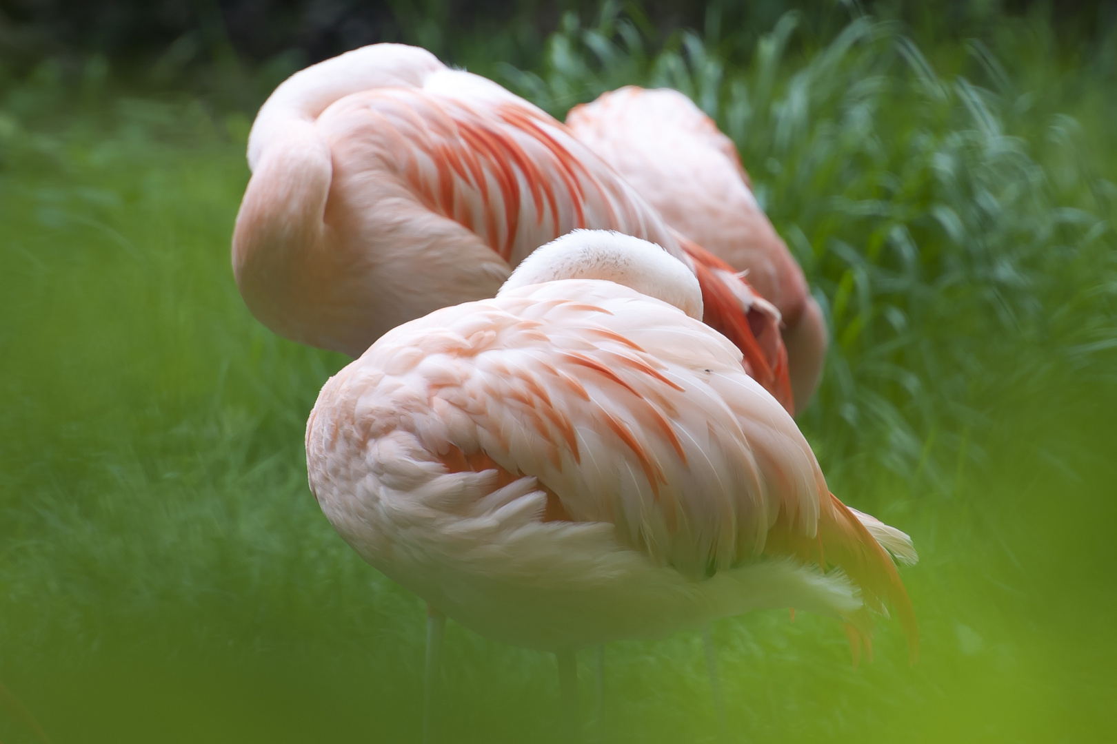 Flamingos