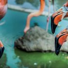 Flamingos