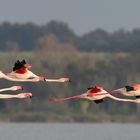 Flamingos