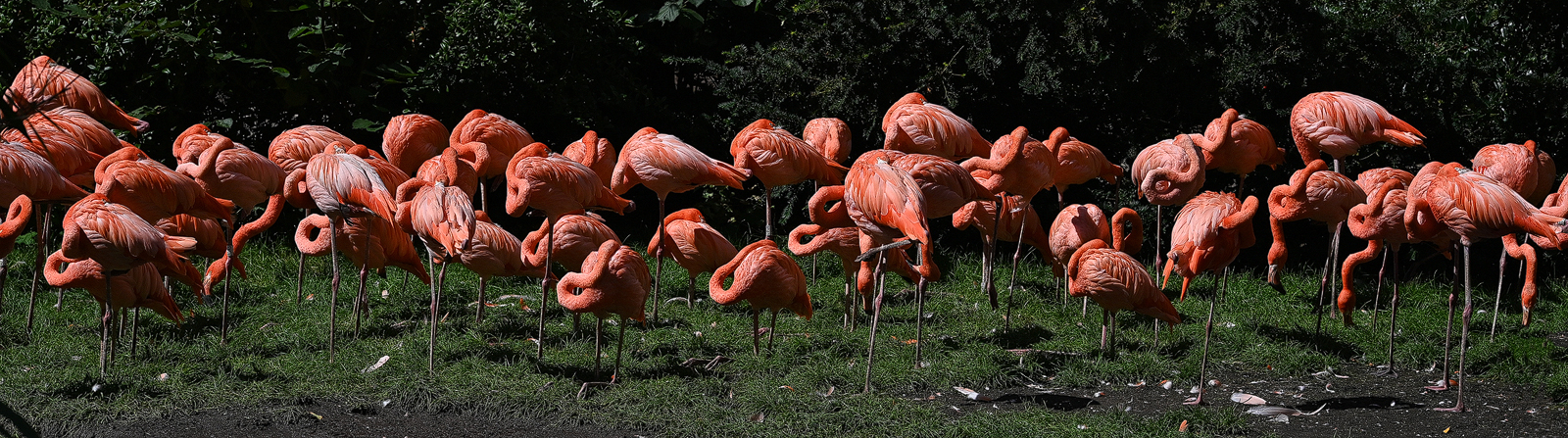 Flamingos