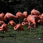 Flamingos