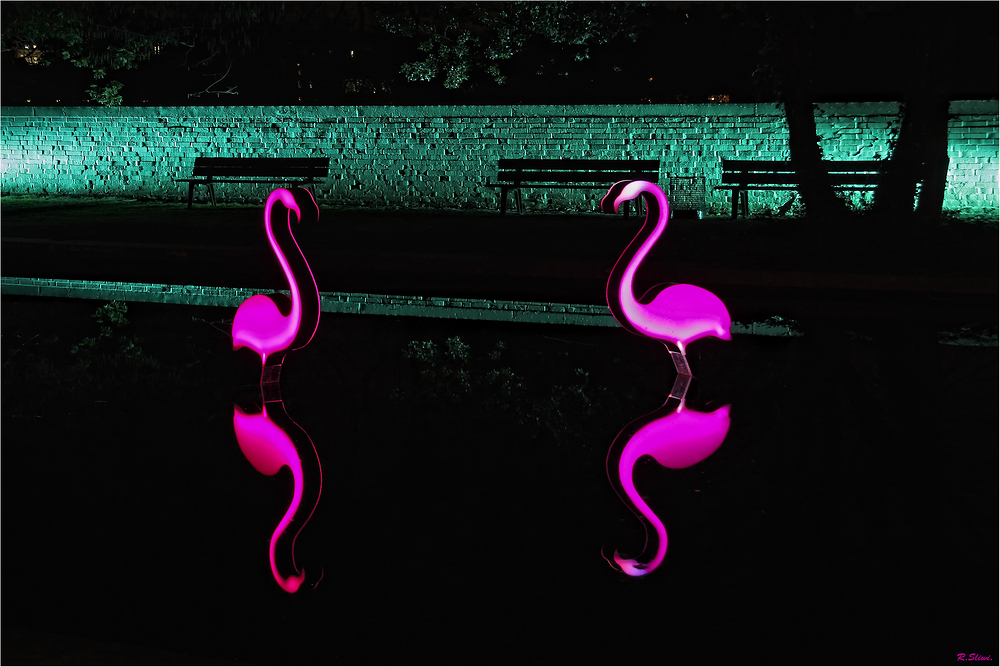 Flamingos