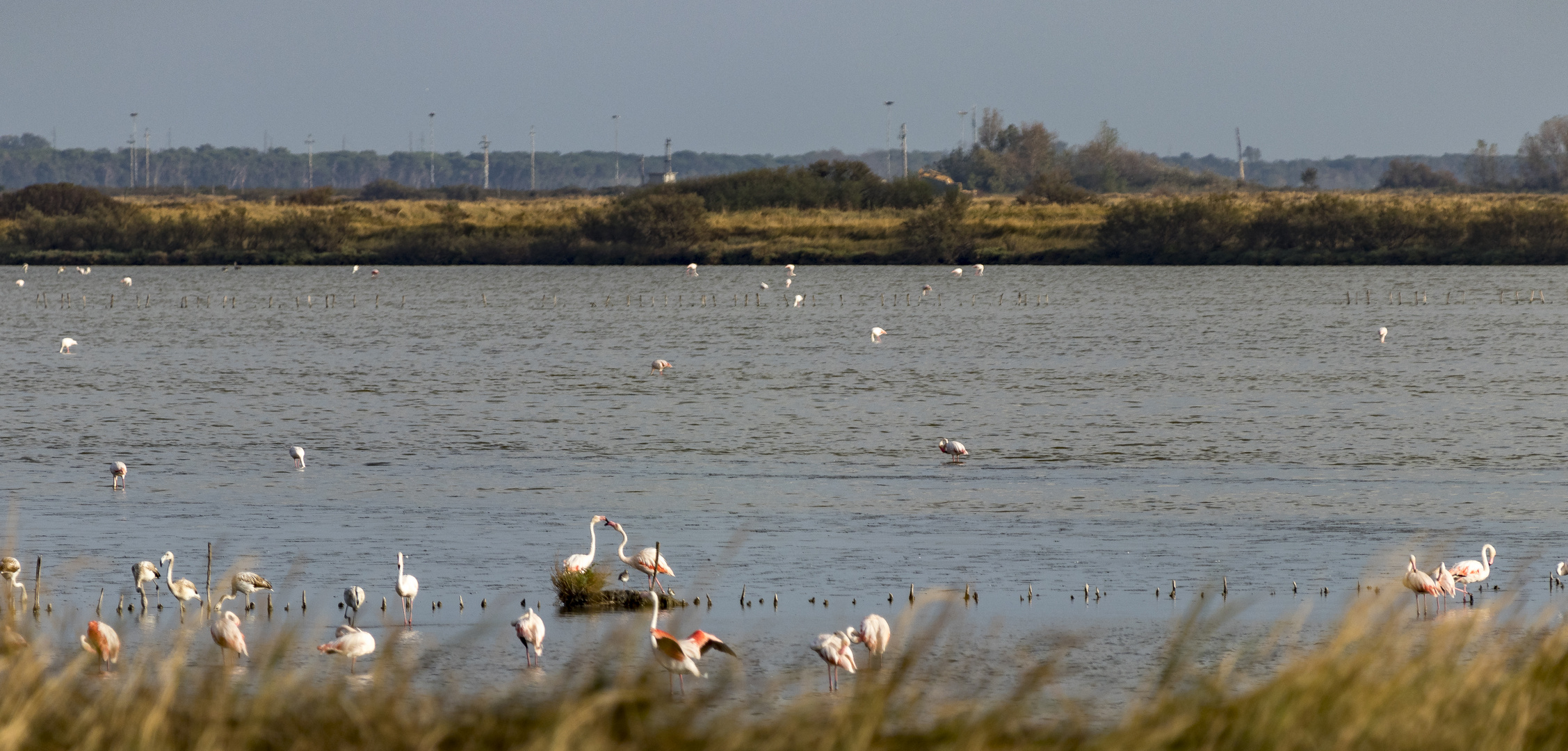 Flamingos 