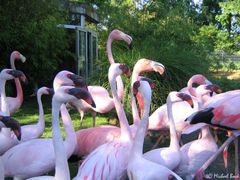 Flamingo's