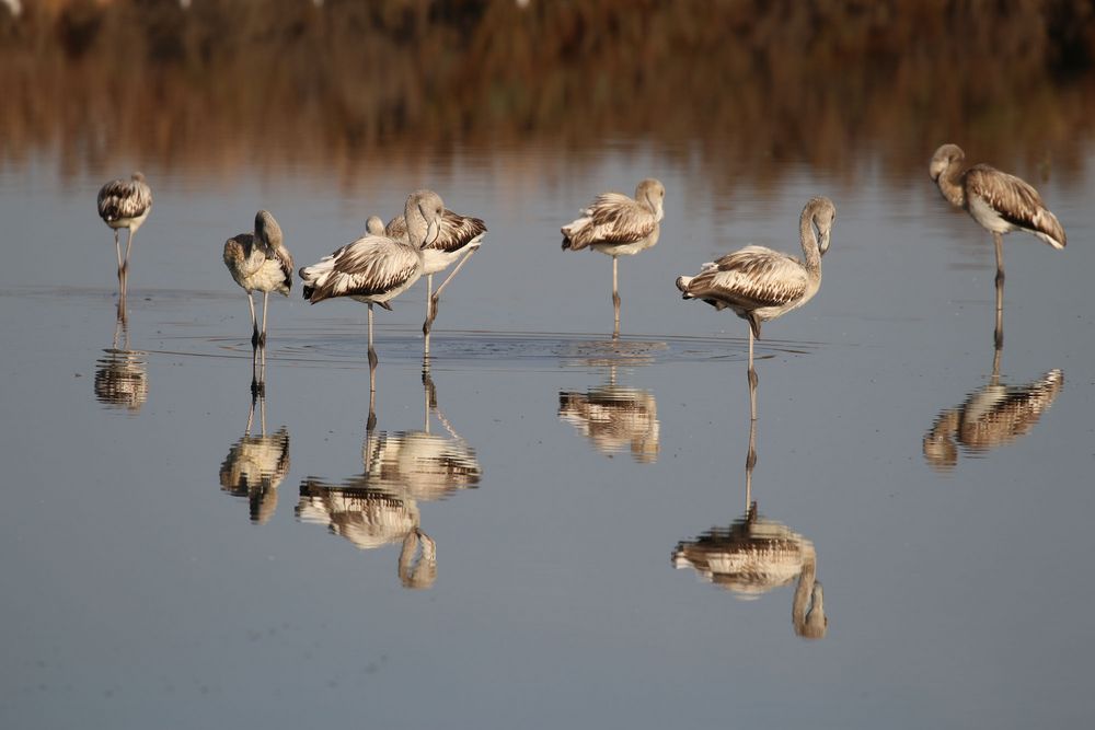 Flamingos