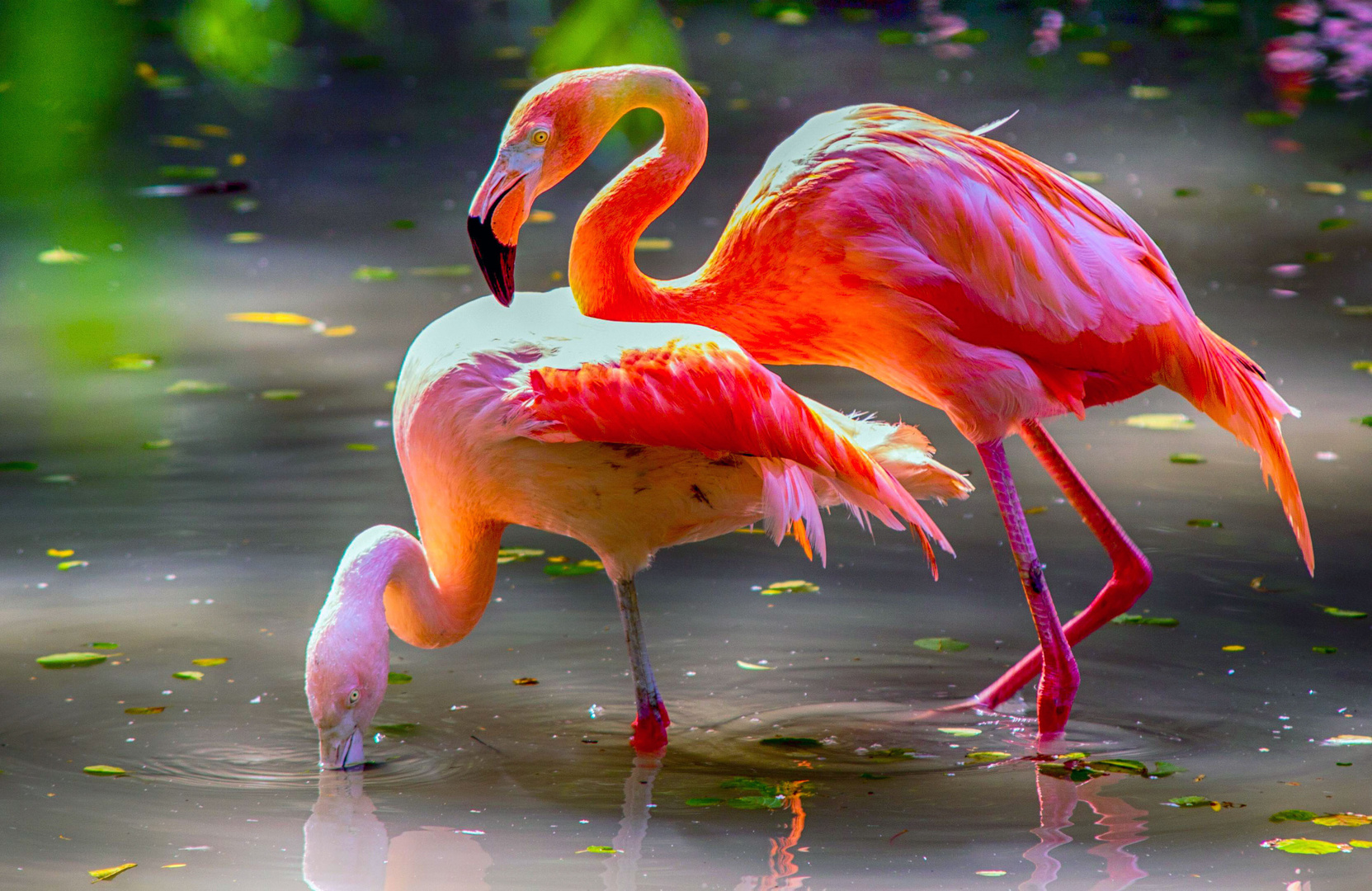 Flamingos