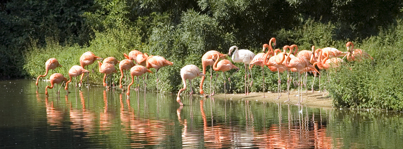 Flamingos