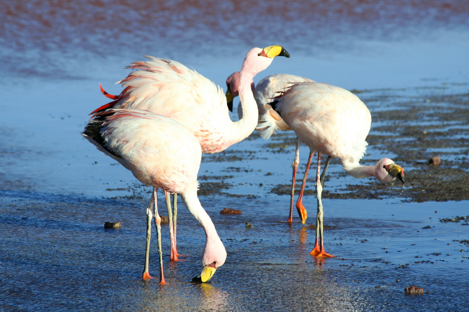 Flamingos