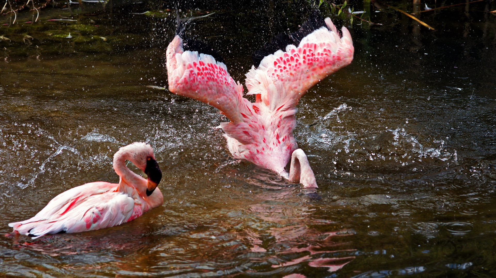 Flamingos