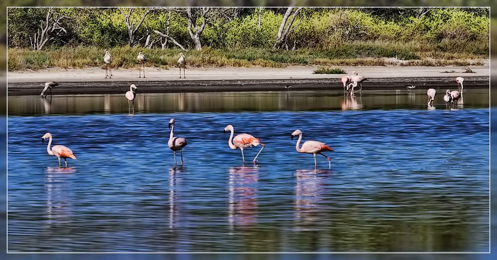 Flamingos