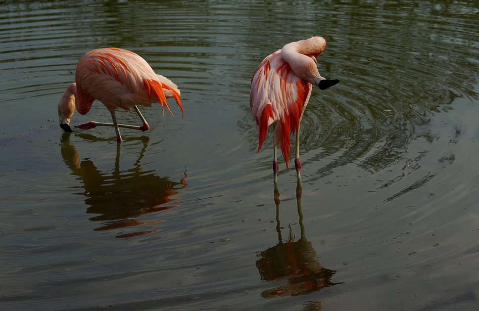 ...Flamingos 5