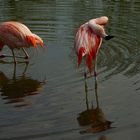 ...Flamingos 5