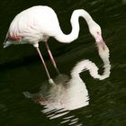 Flamingos