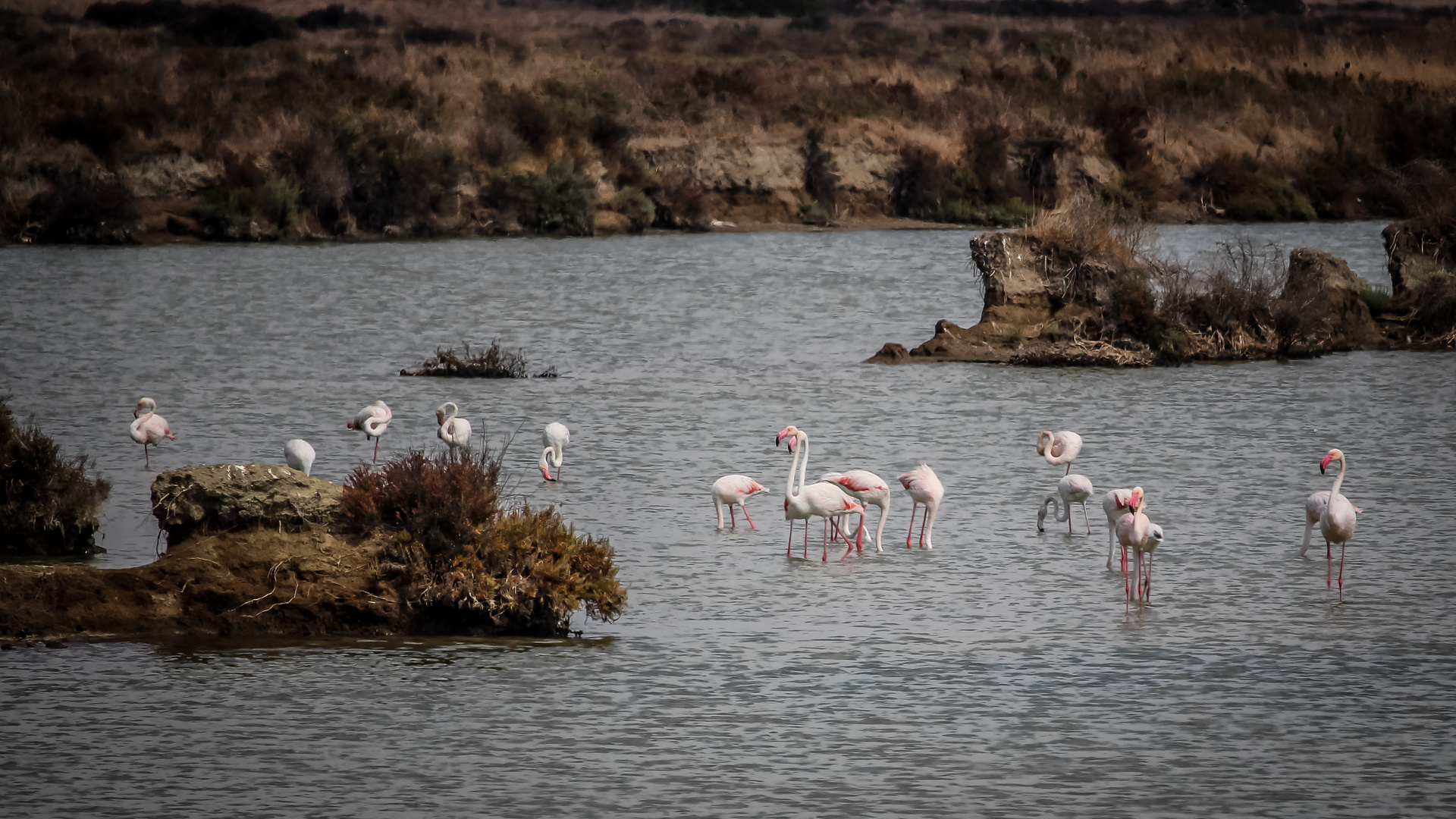 Flamingos