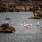 Flamingos