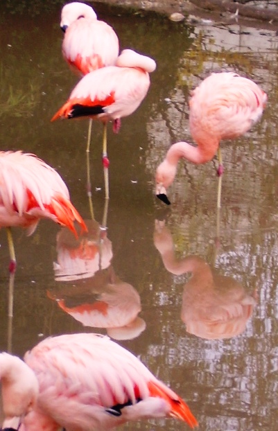 Flamingos