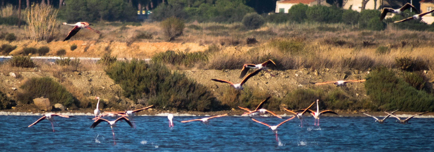 Flamingos