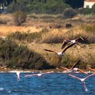 Flamingos