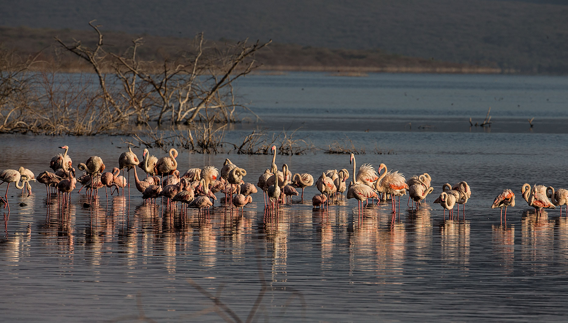 Flamingos