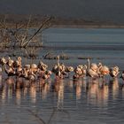 Flamingos