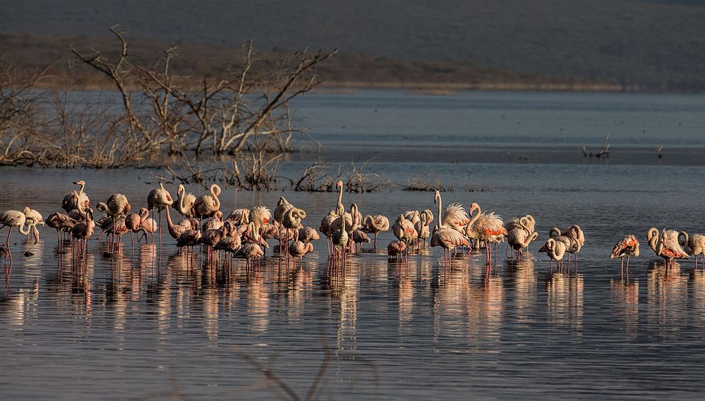 Flamingos