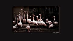 Flamingos