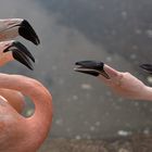 Flamingos 