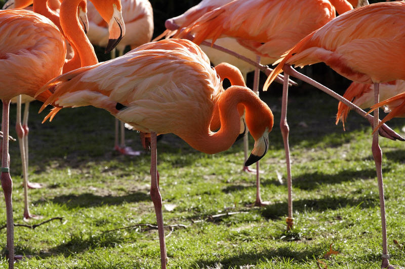 Flamingos