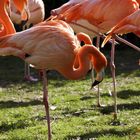 Flamingos