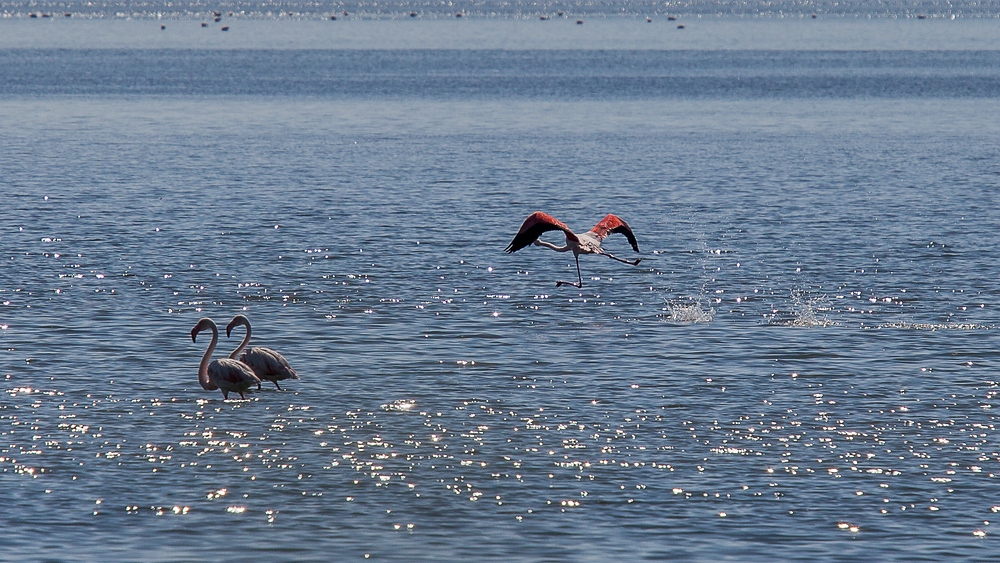 Flamingos