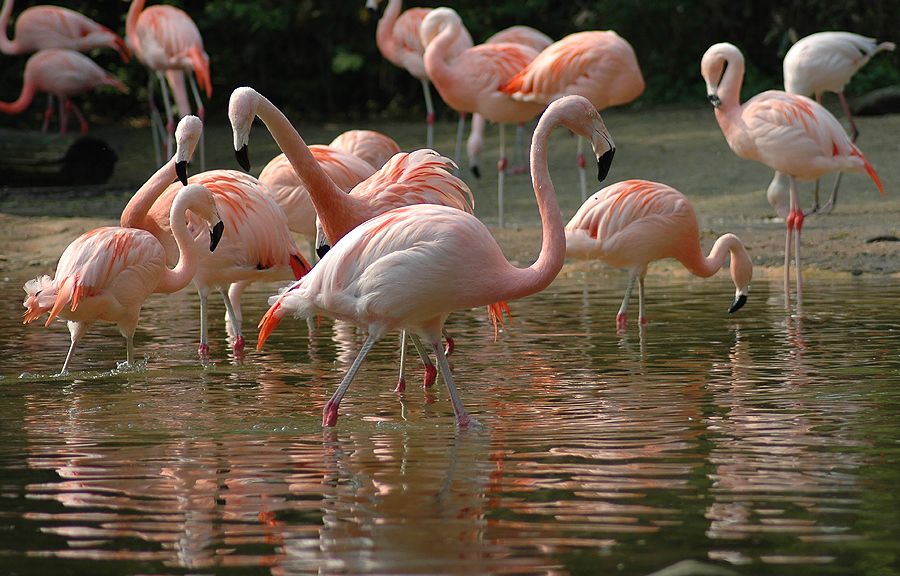 Flamingos