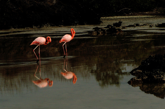 Flamingos