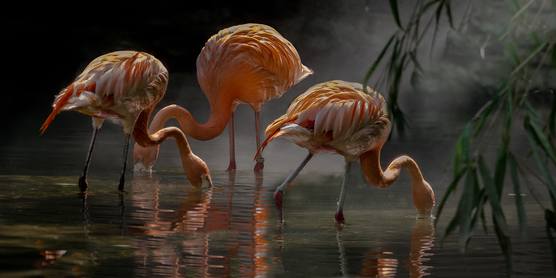 Flamingos