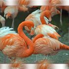 Flamingos