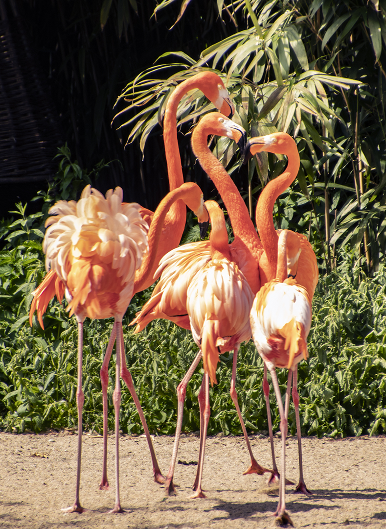 Flamingos