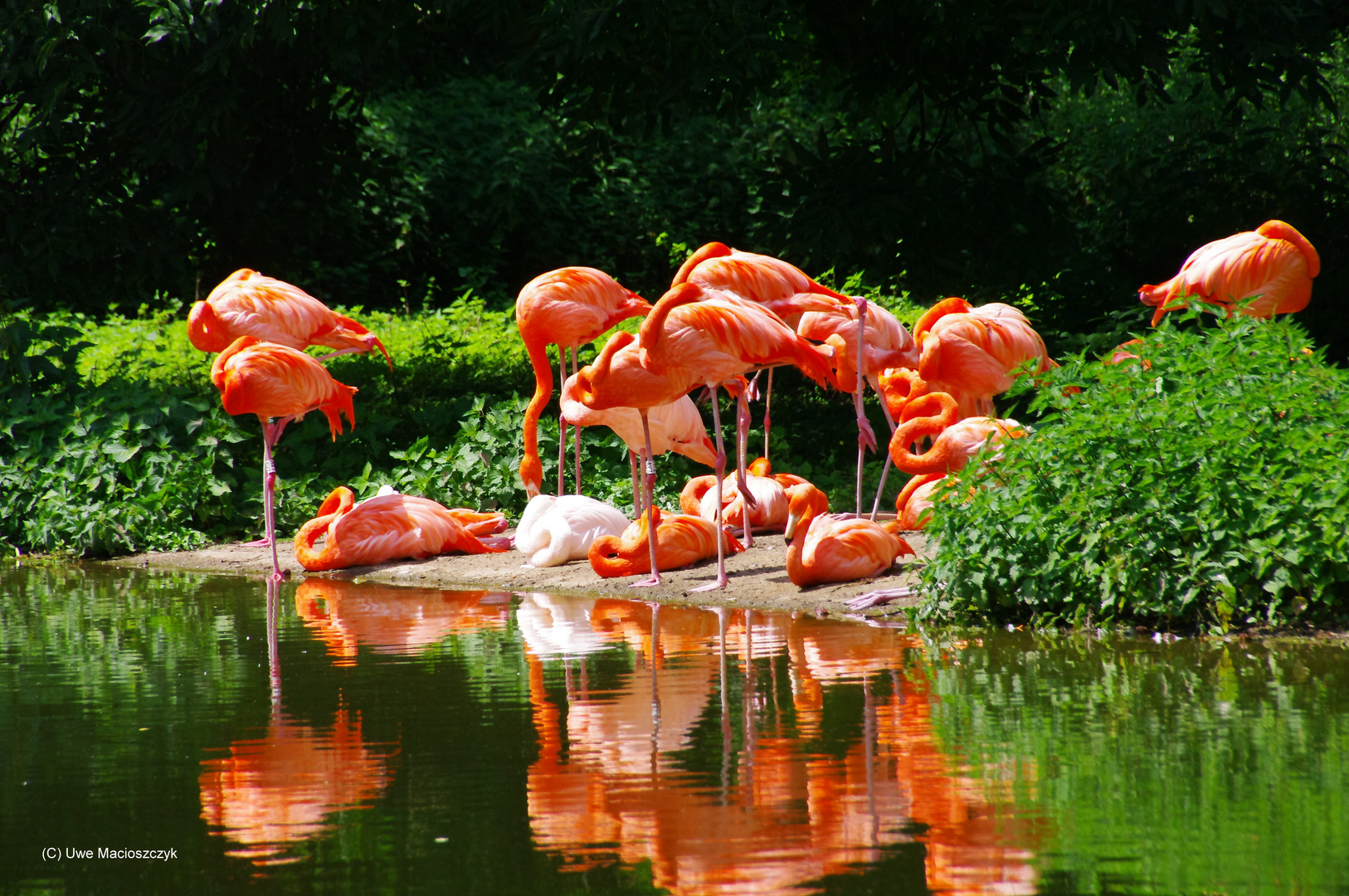 Flamingos