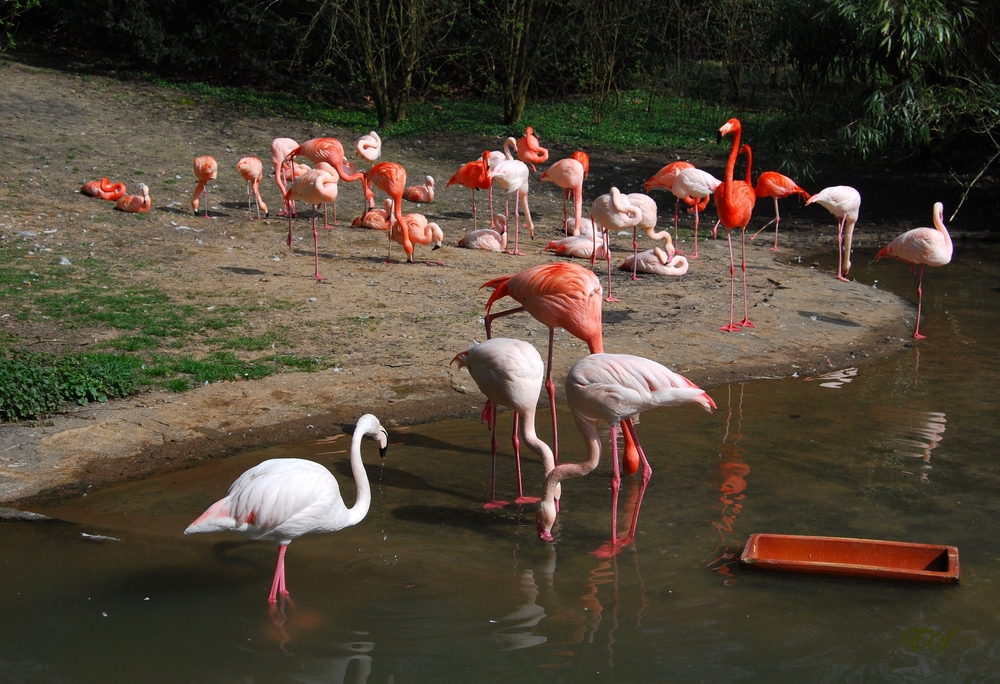 Flamingos