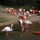 Flamingos