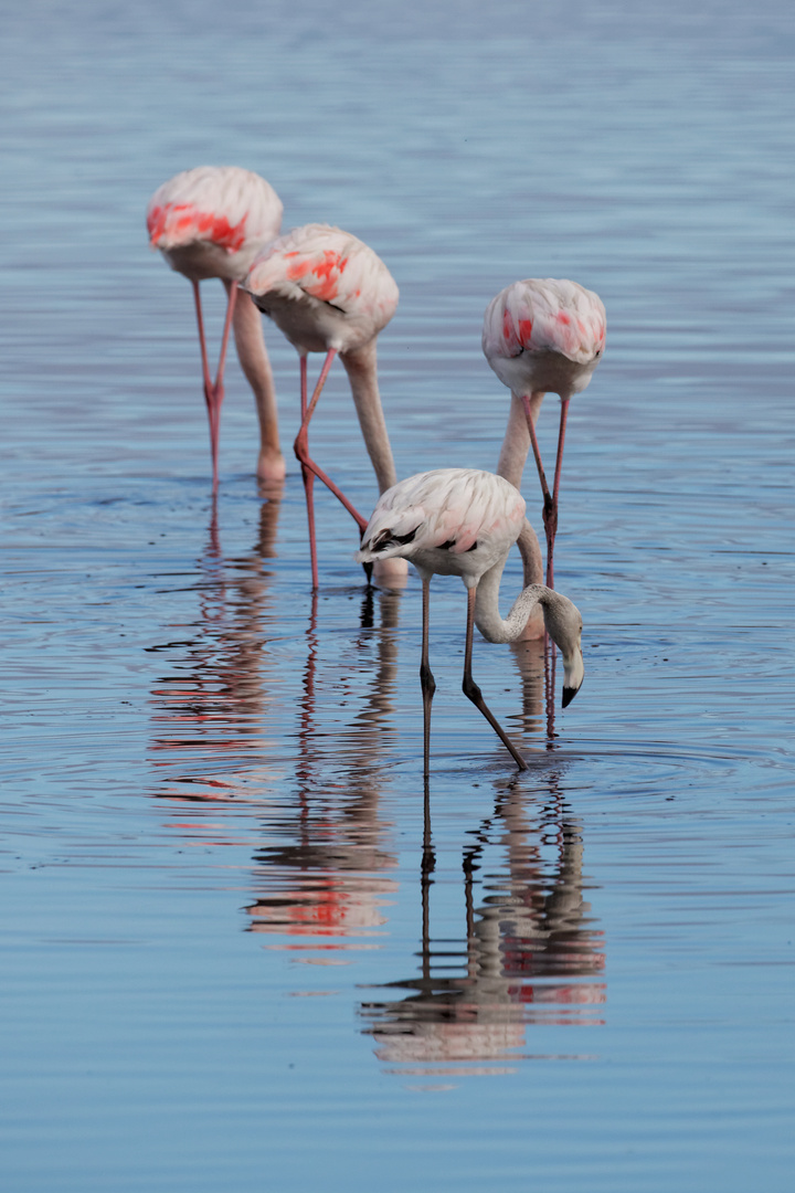 Flamingos