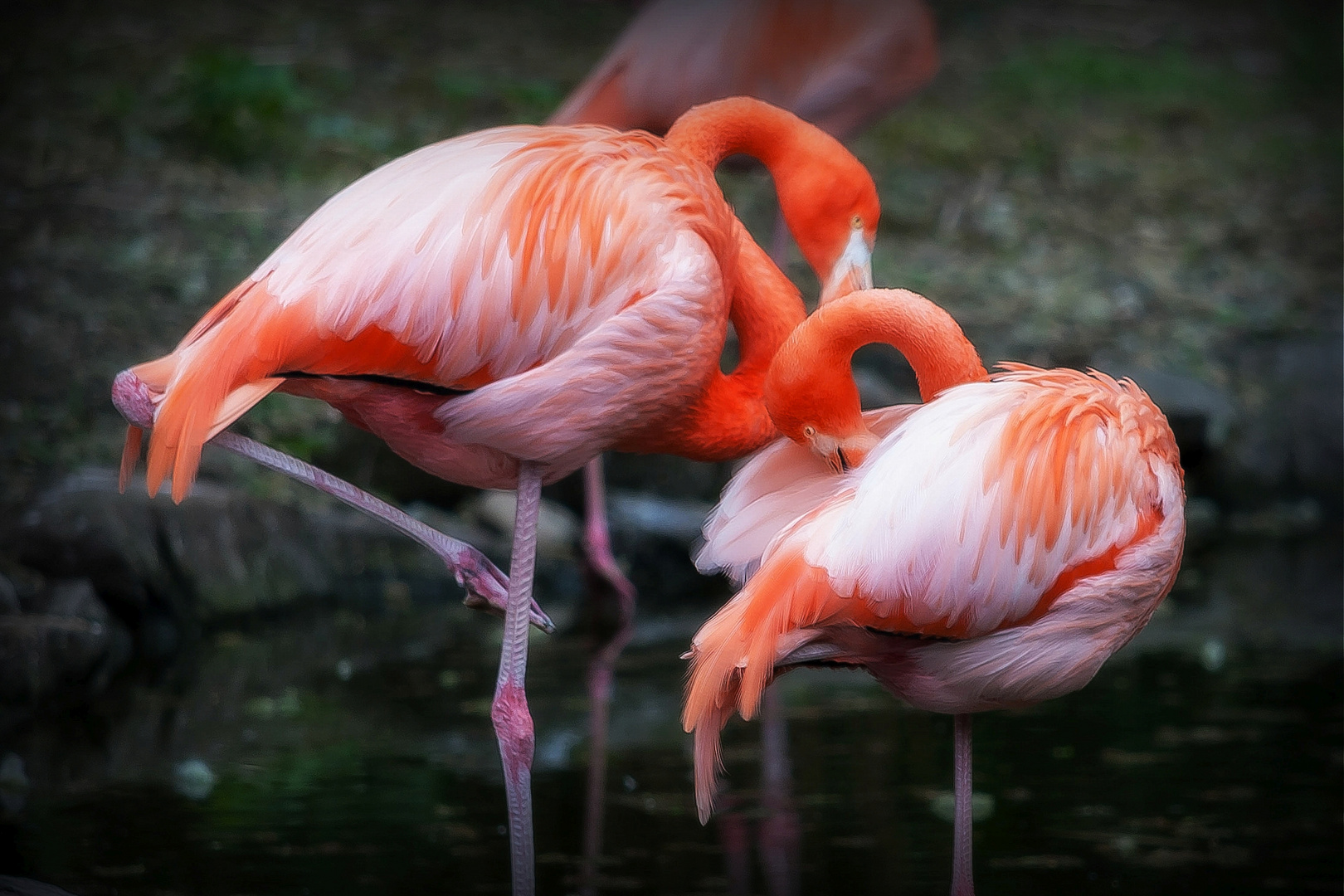 Flamingos 