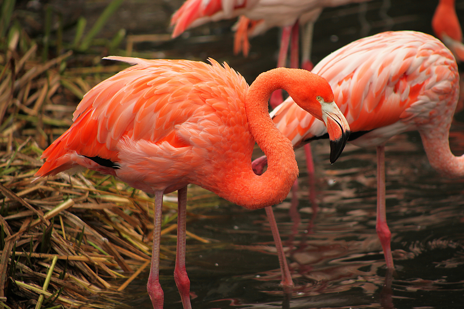 Flamingos