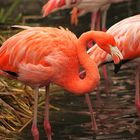 Flamingos