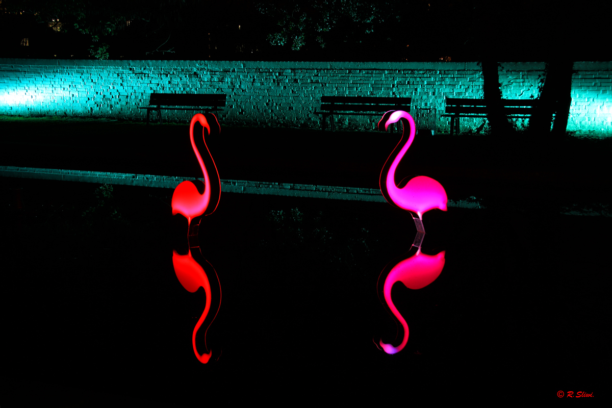 Flamingos